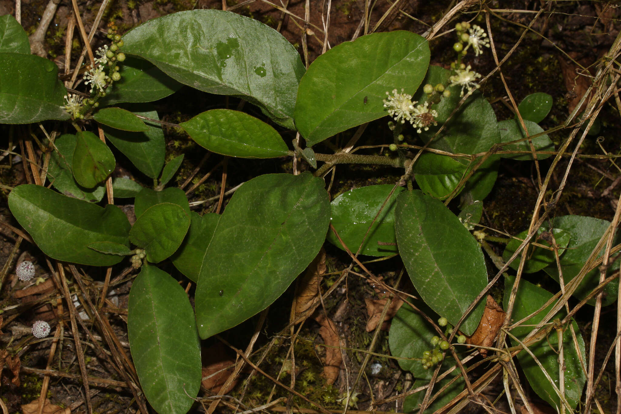 Image of Croton alnifolius Lam.