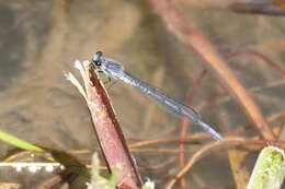 Image of Mountain Sprite