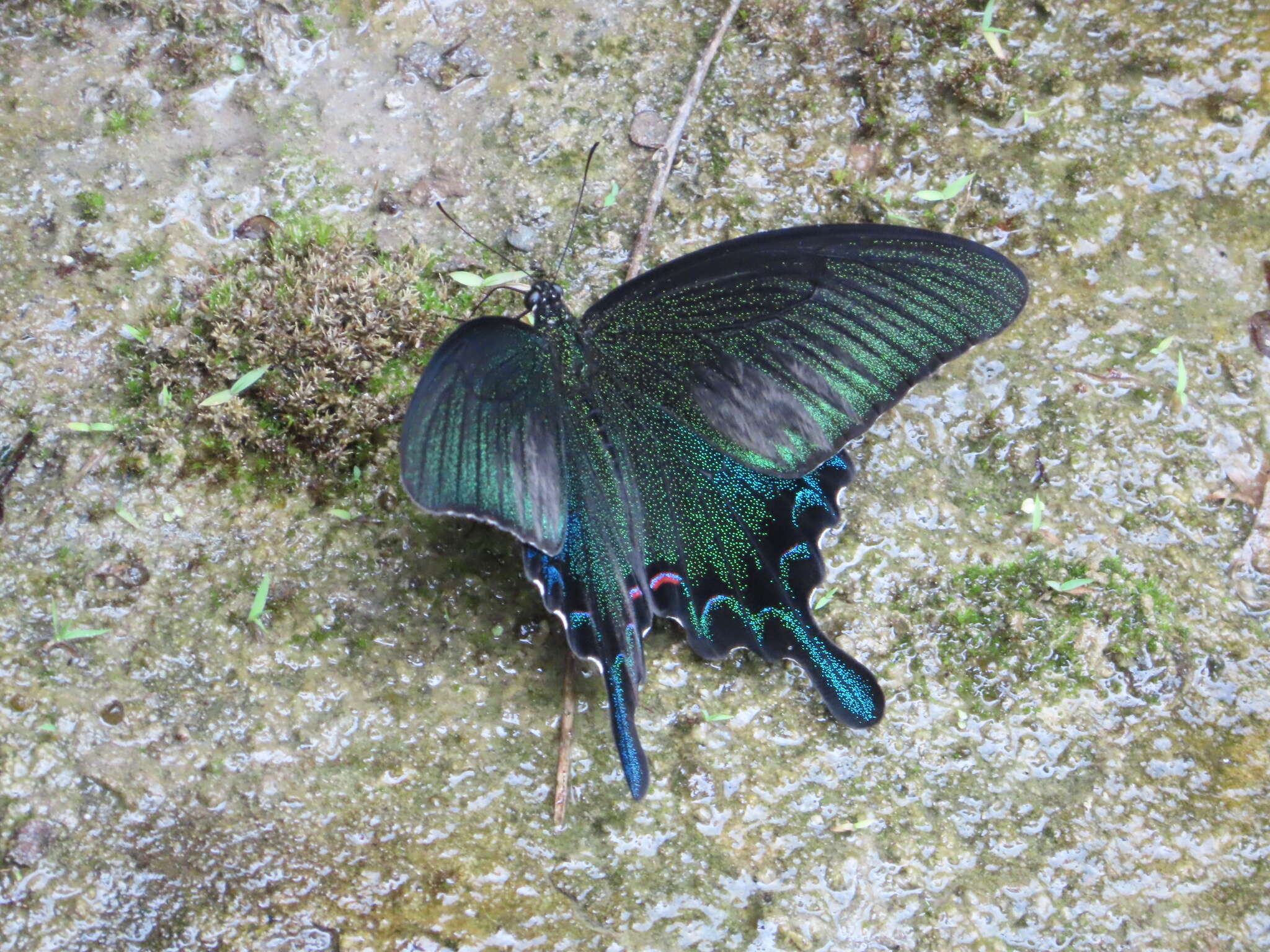 Image of <i>Papilio bianor thrasymedes</i>