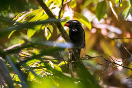 Image of Black-throated Grosbeak