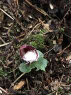 Image of Corybas taiwanensis T. P. Lin & S. Y. Leu