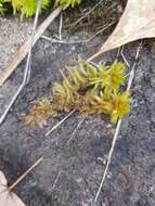 Sphagnum lescurii Sullivant ex A. Gray 1856的圖片