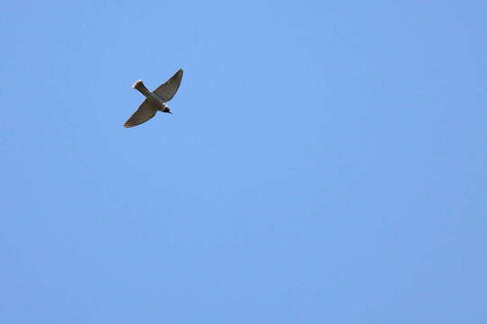 Image of Masked Woodswallow