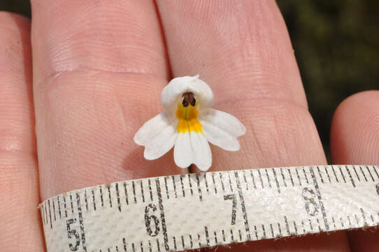 Image of Euphrasia laingii Petrie