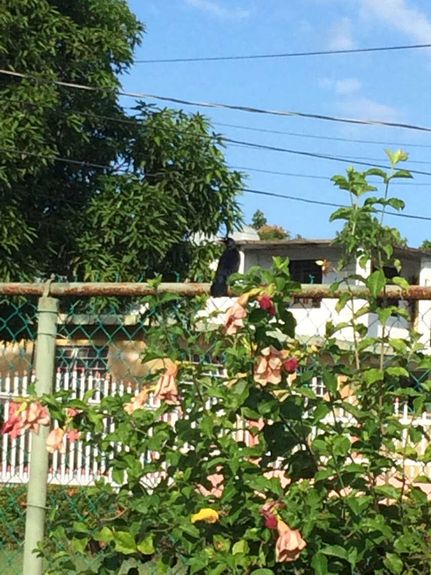 Image of Greater Antillean Grackle