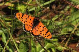 Imagem de Acraea violarum Boisduval 1847