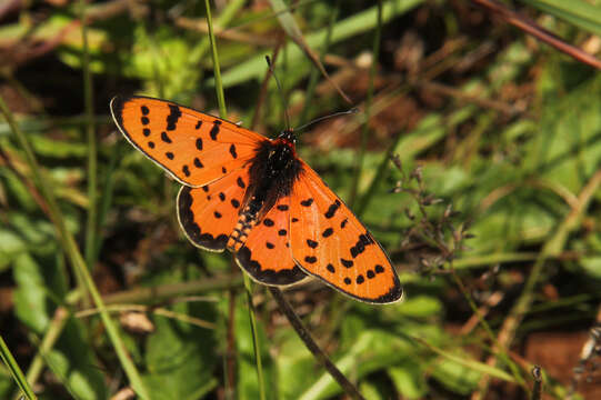 Image of Acraea violarum Boisduval 1847