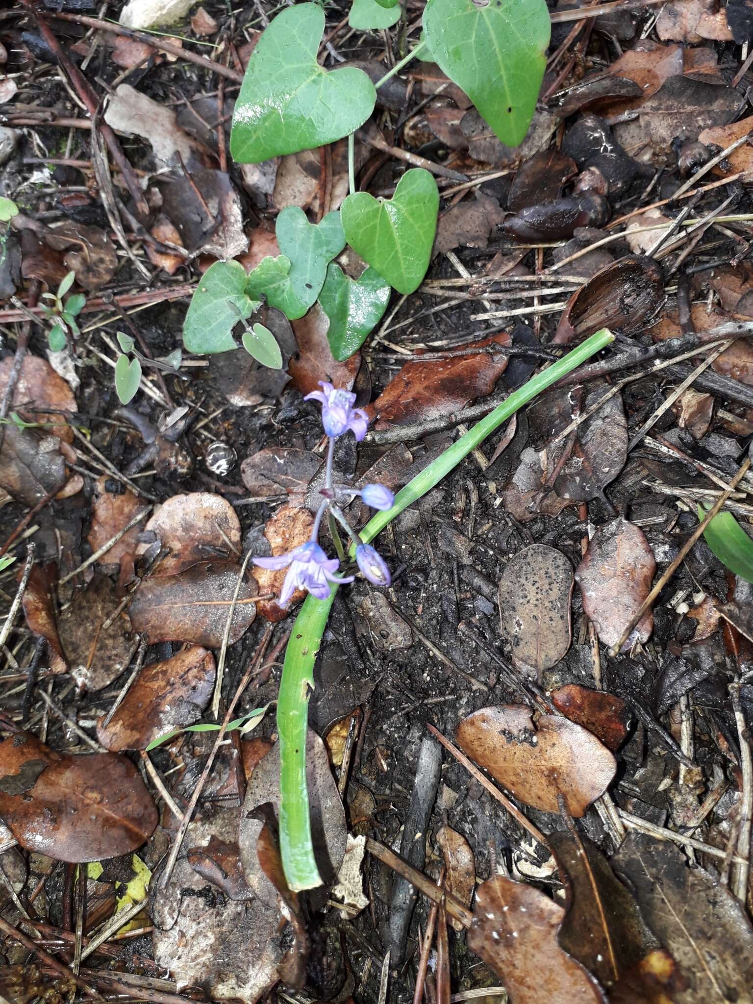 Image of Scilla verna subsp. ramburii (Boiss.) K. Richt.