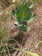 Image of broadleaf milkweed