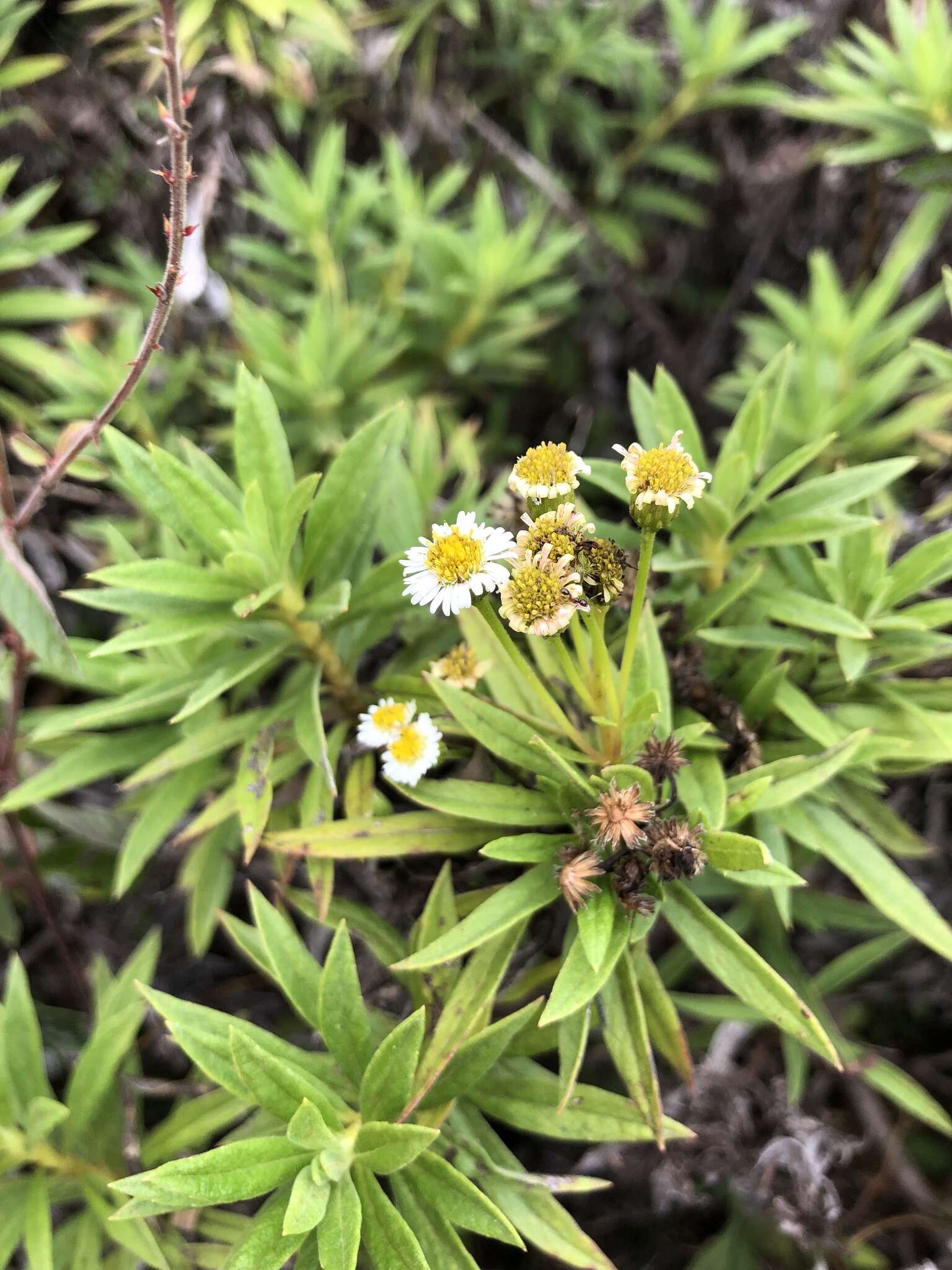 Image of Erigeron lancifolius Hook. fil.