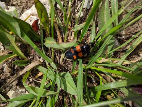 Image of Nicrophorus (Nicrophorus) nigricornis (Faldermann 1835)