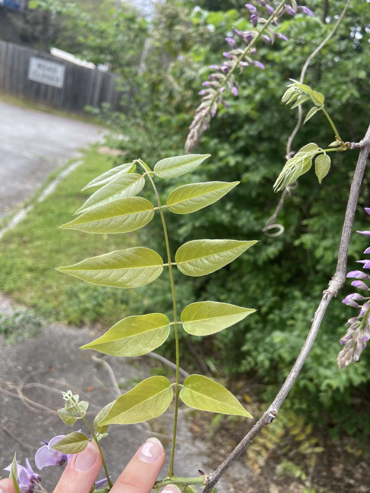 多花紫藤的圖片