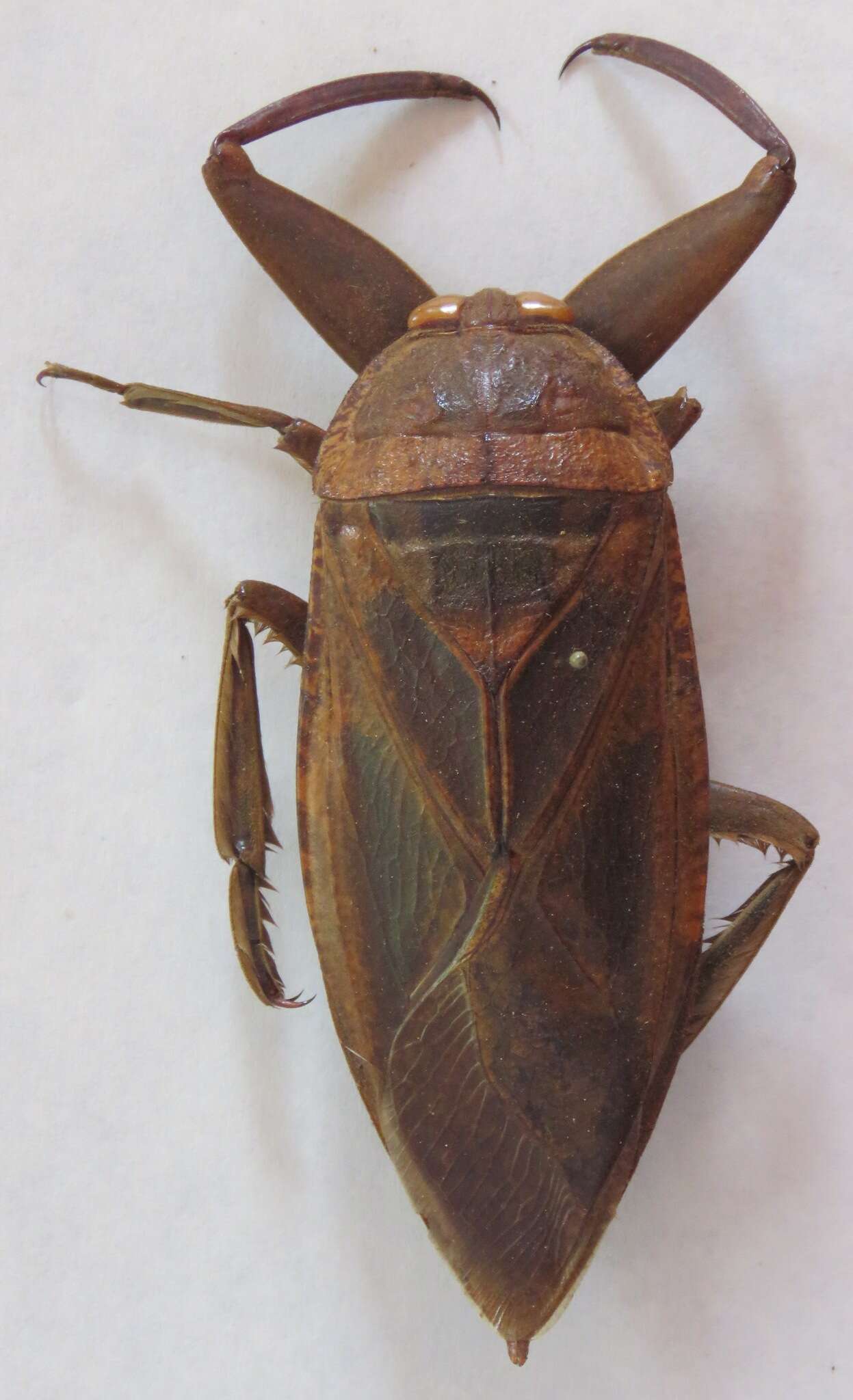 Image of Lethocerus collossicus (Stål 1855)