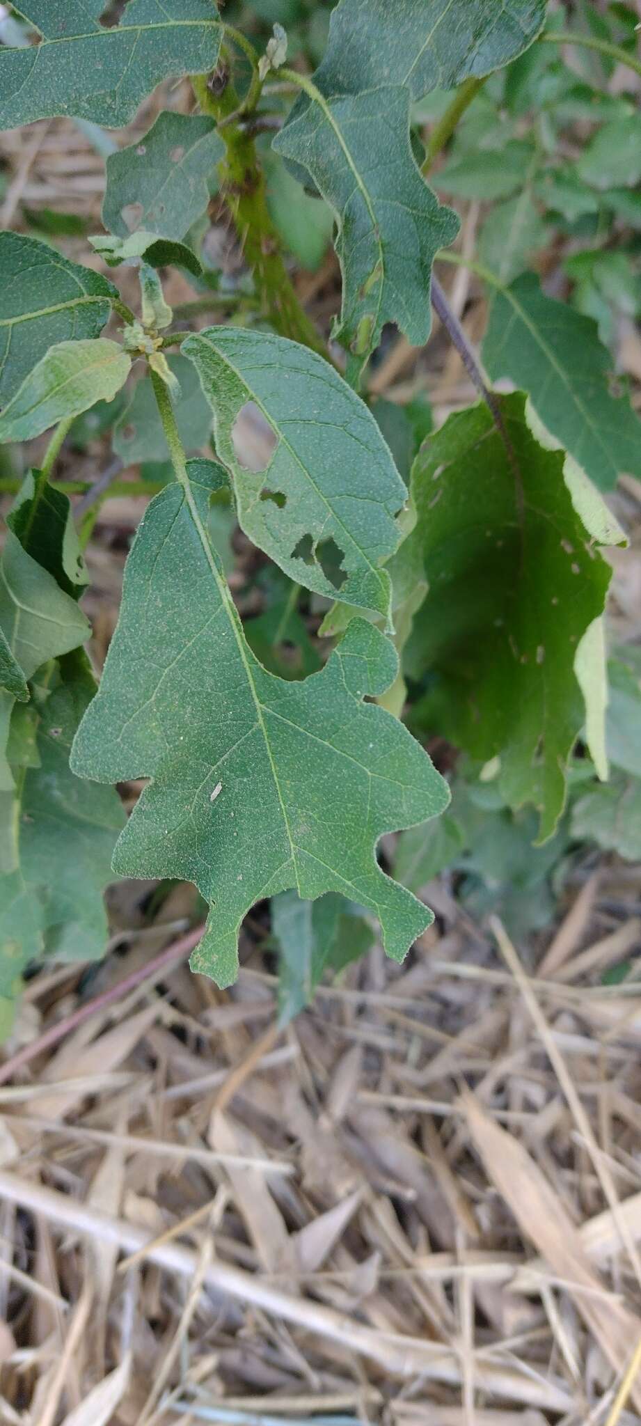 Image of Solanum guaraniticum A. St.-Hil.
