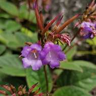 Image de Paraboea rufescens (Franch.) B. L. Burtt