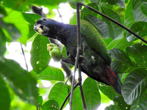 Image of Pionus menstruus menstruus (Linnaeus 1766)