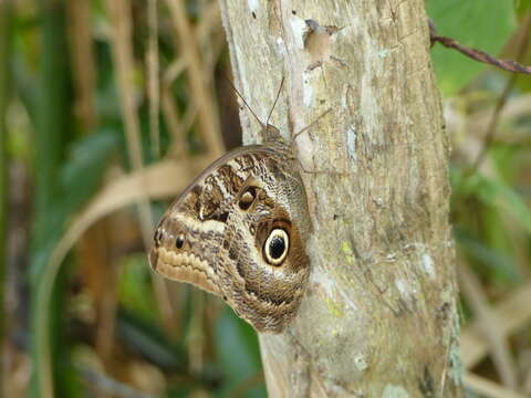 Image of Caligo teucer Linnaeus 1758