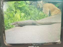 Image of Bengal Monitor Lizard