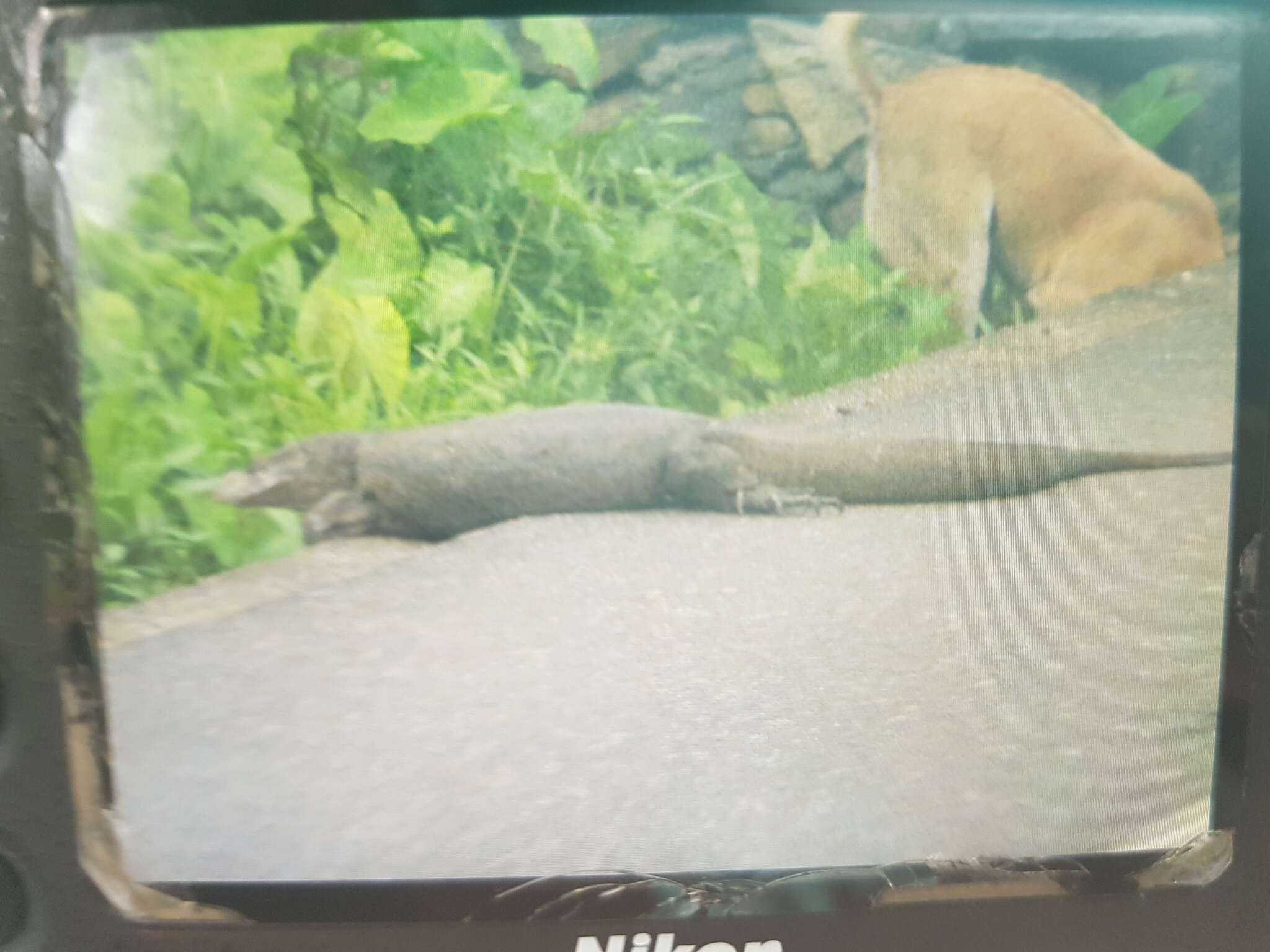 Image of Bengal Monitor Lizard