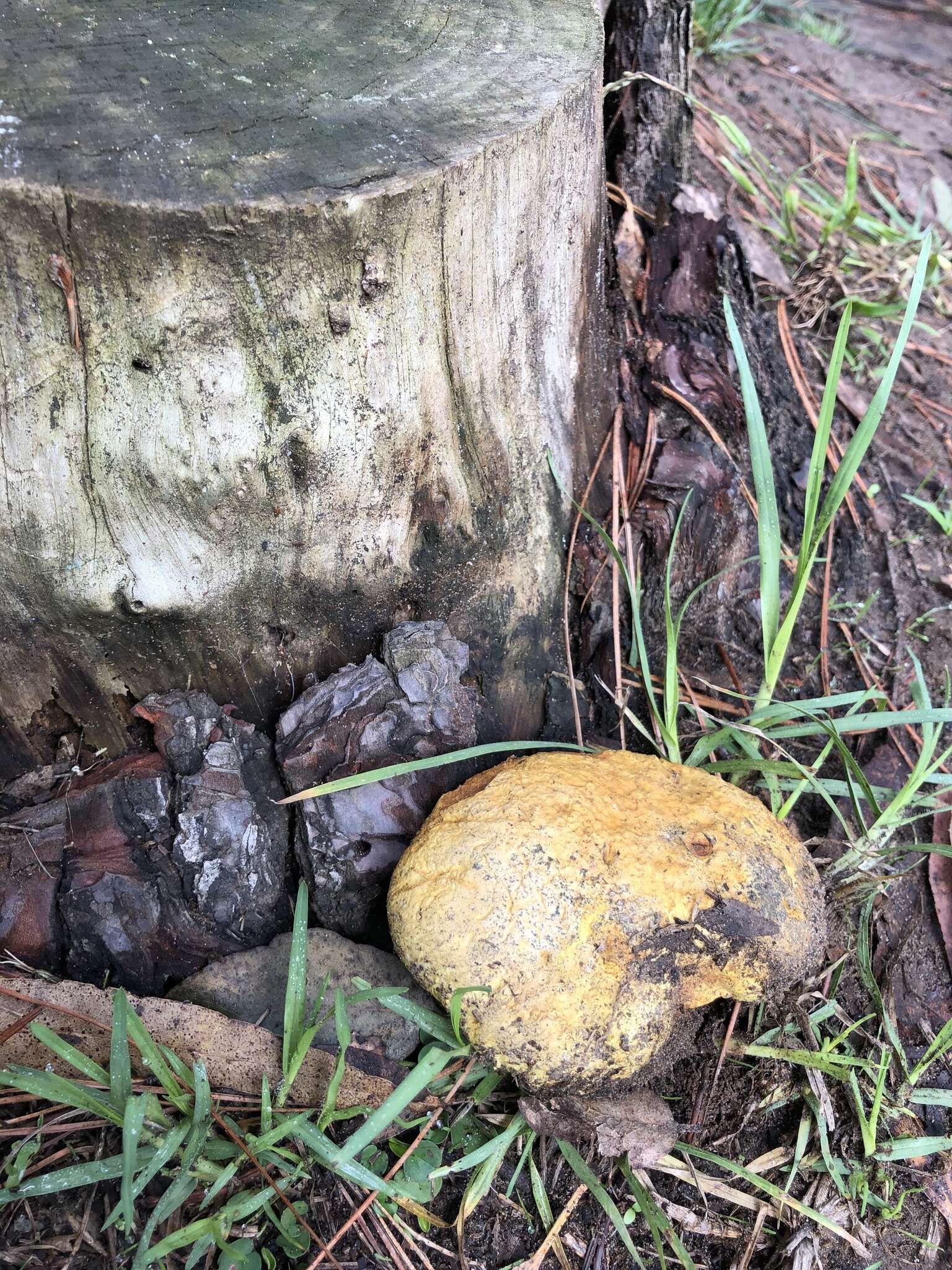 Image of Boletus orovillus Thiers & Kowalski 1967