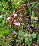 Sivun Limonium scabrum var. scabrum kuva