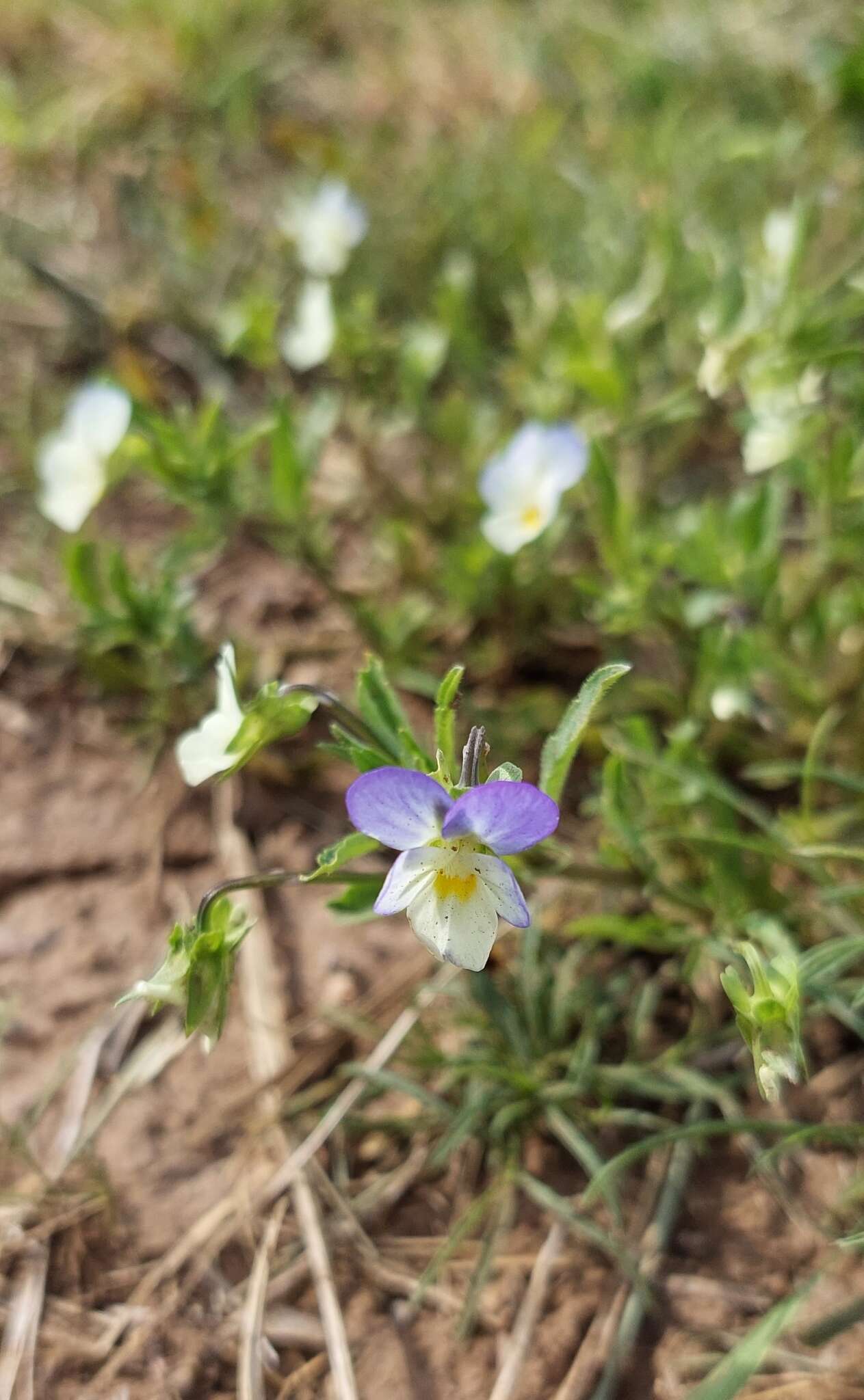 Image of Viola tricolor subsp. tricolor