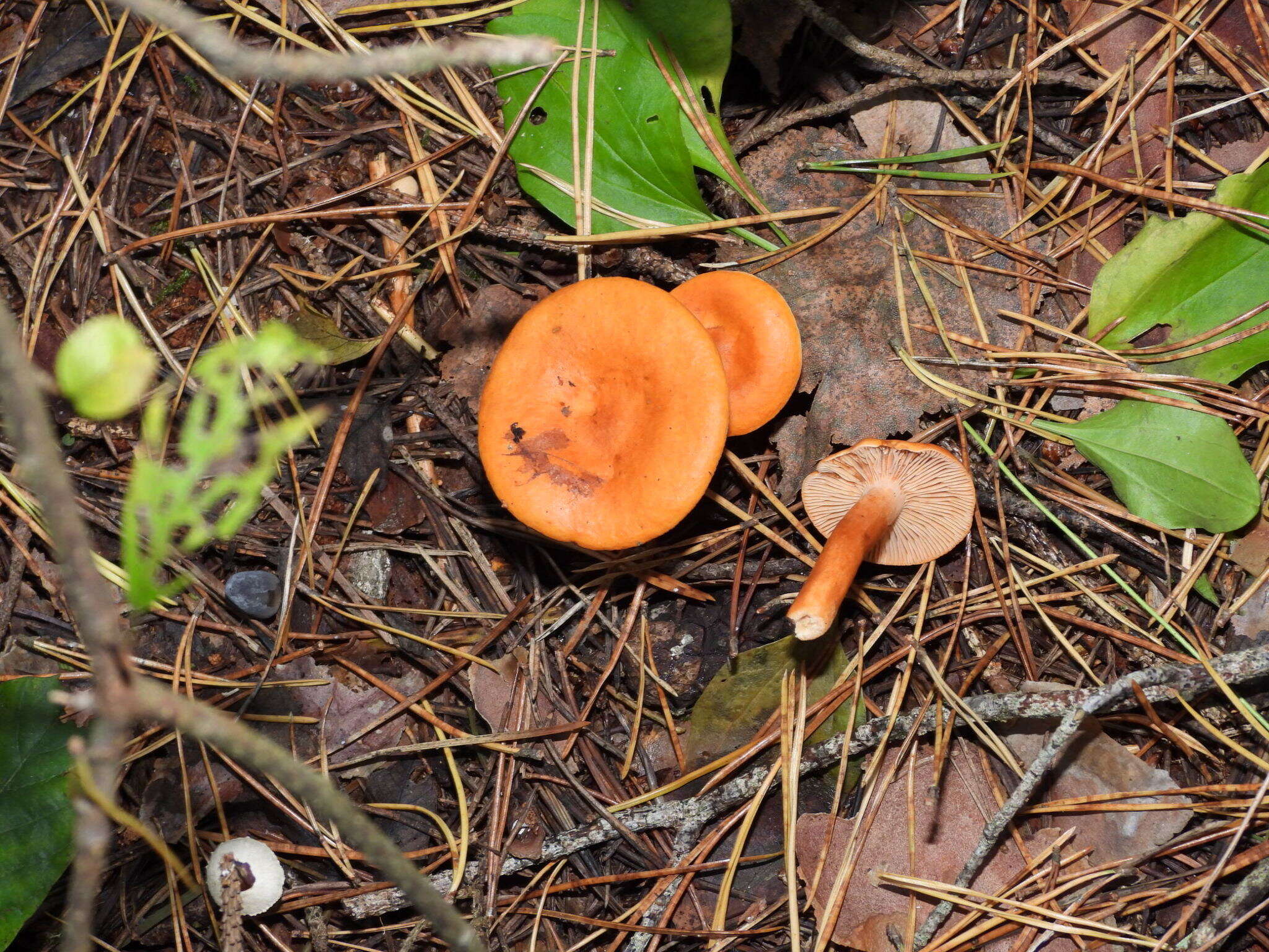 Слика од Lactarius aurantiacus (Pers.) Gray 1821