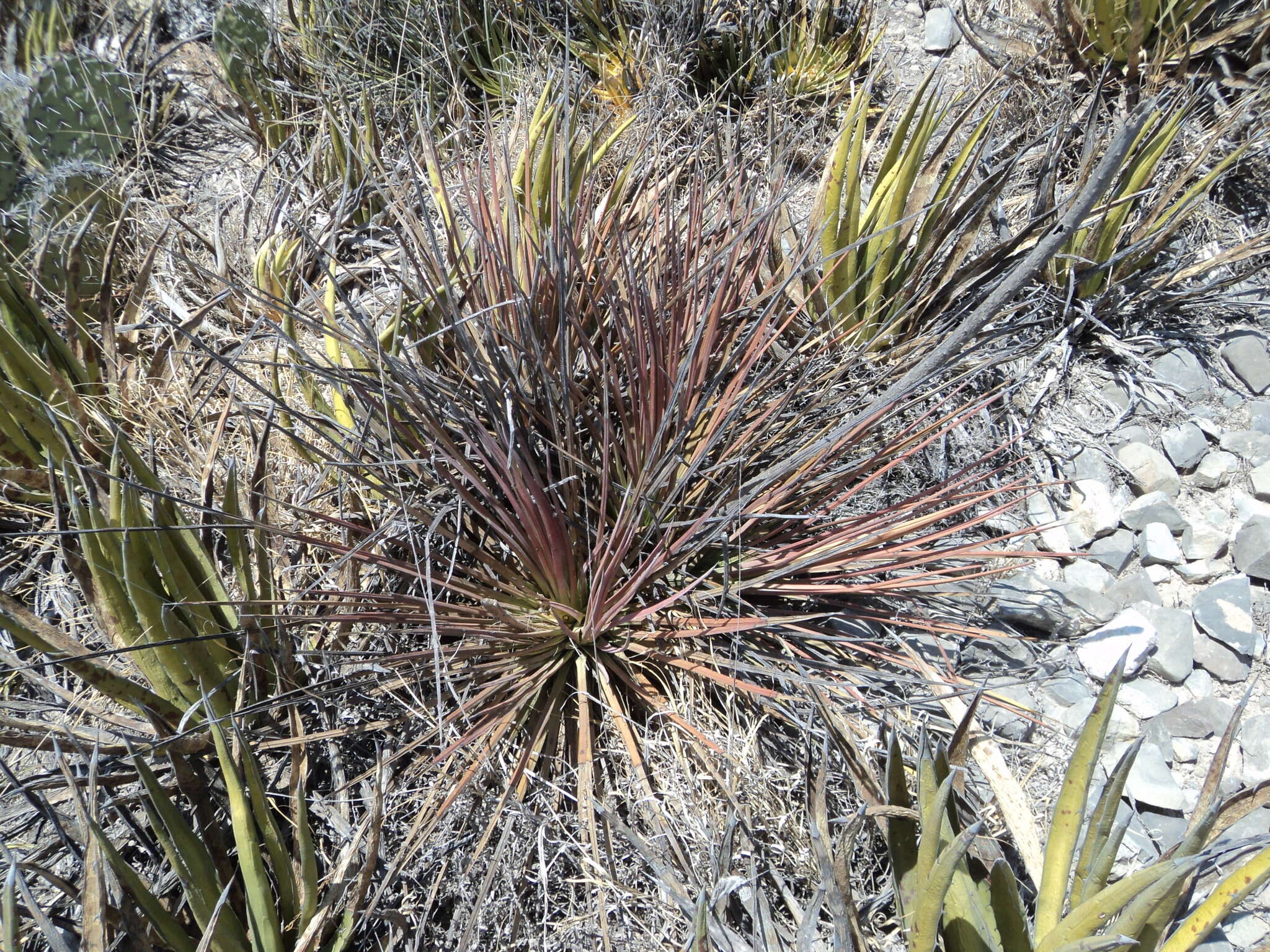 صورة Agave striata subsp. falcata (Engelm.) Gentry