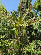 Image of Musa banksii F. Muell.