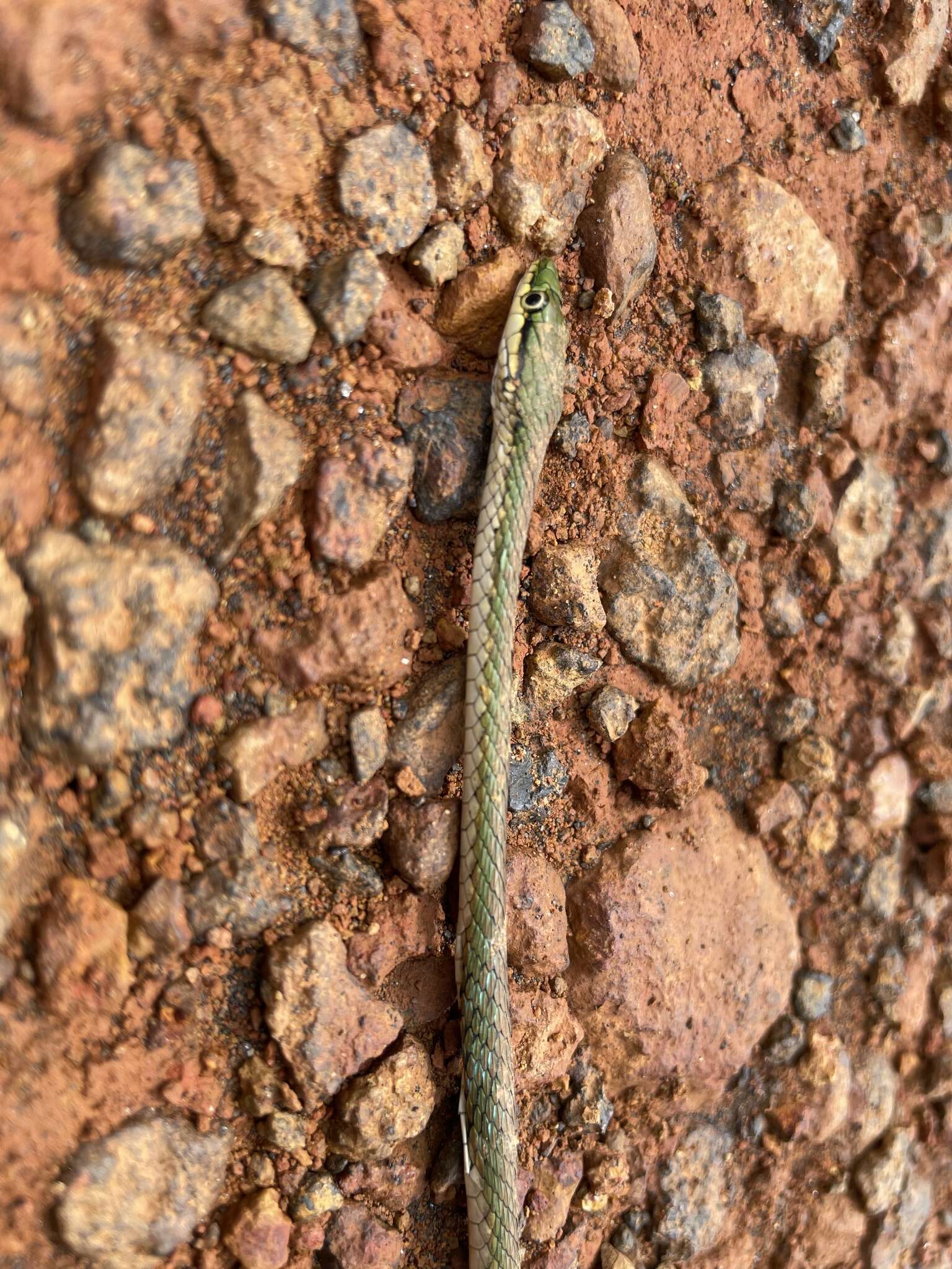 Image of Oliver's Parrot Snake