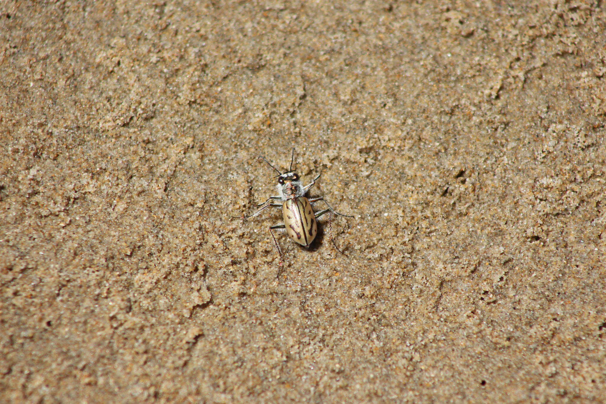 Слика од Habrodera capensis (Linnaeus 1764)