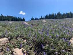 Image of Blunt-lobe Lupine