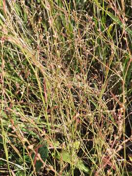 Image of Polygonum patulum subsp. patulum