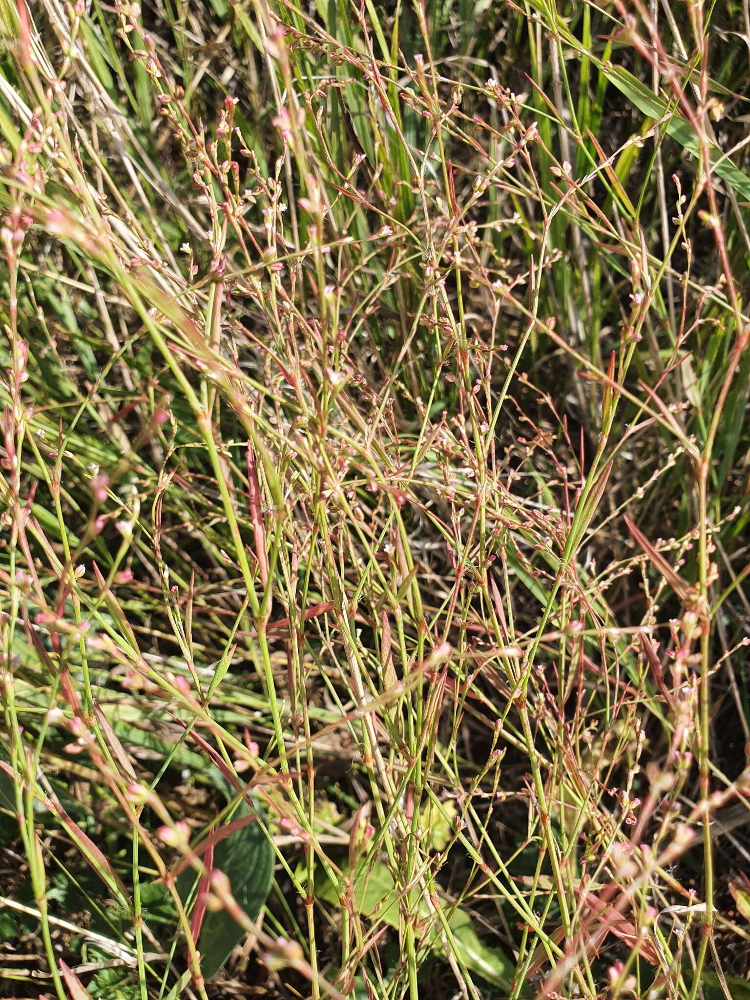 Слика од Polygonum patulum subsp. patulum