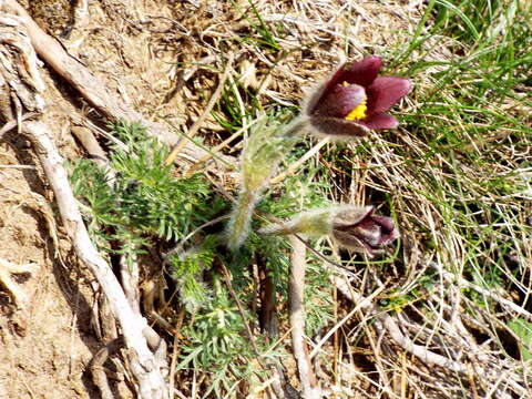 Image of Pulsatilla rubra (Lam.) Delarbre