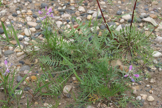 Слика од Oxytropis campestris var. johannensis Fernald