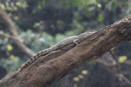 Image of Crocodylus halli