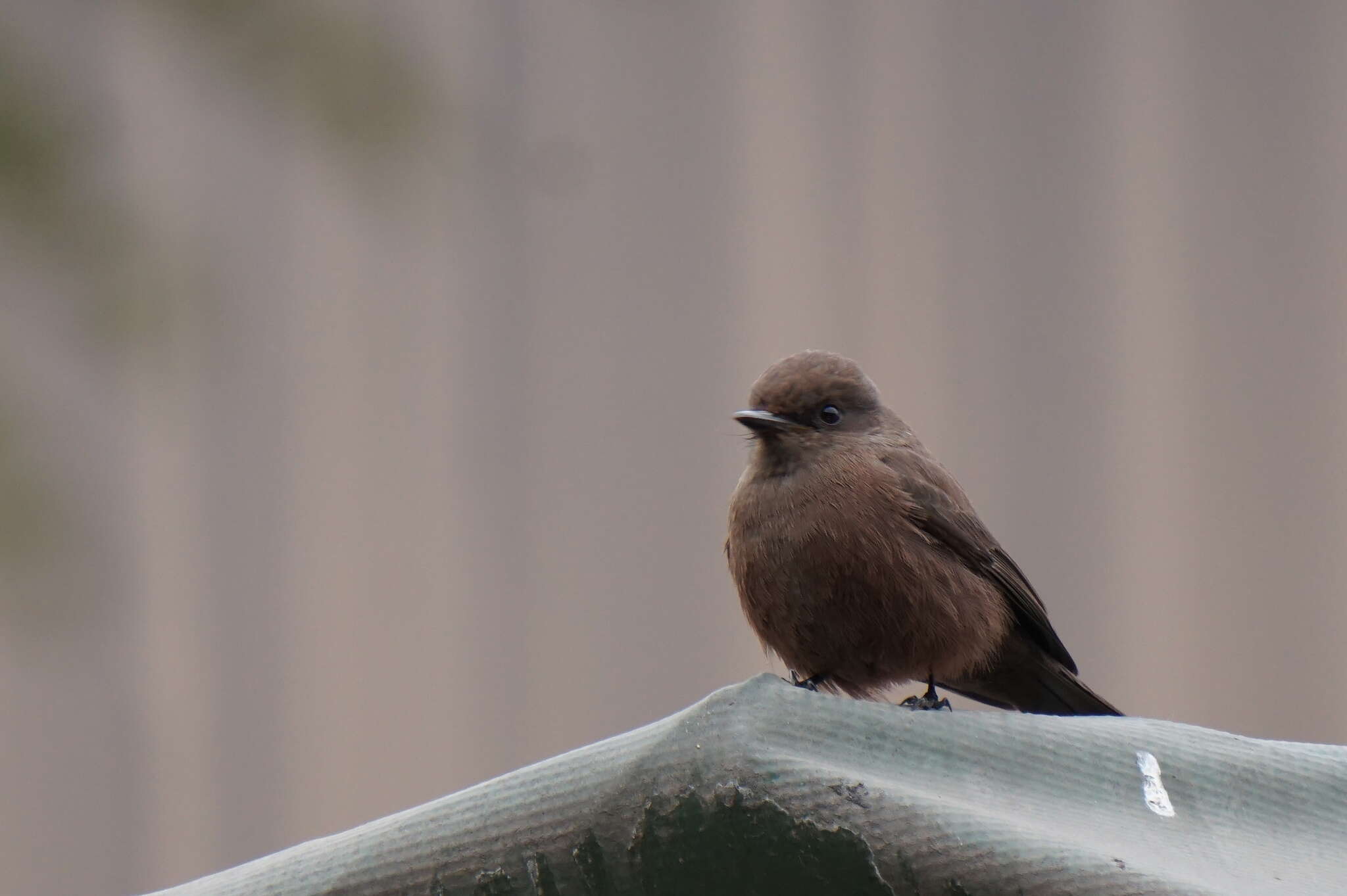 Image of <i>Pyrocephalus rubinus obscurus</i>