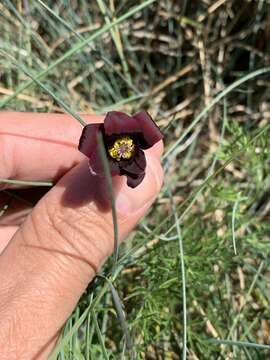 Imagem de Pulsatilla rubra (Lam.) Delarbre