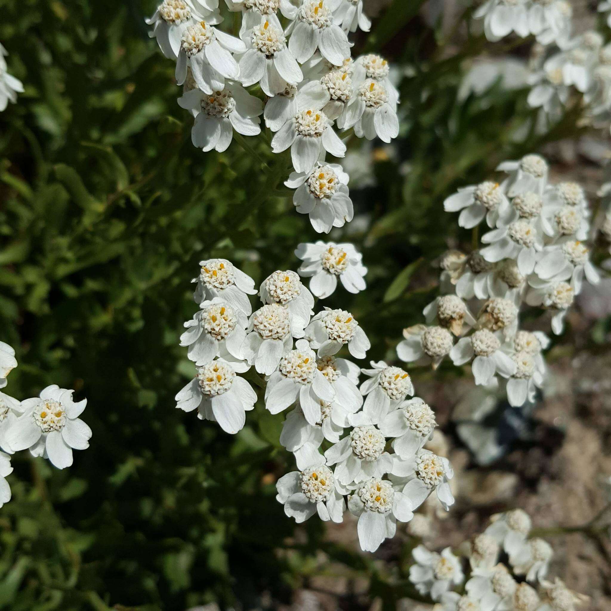 Слика од Achillea erba-rotta All.