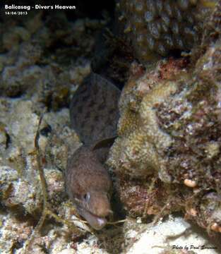 Image of Bar-tail moray