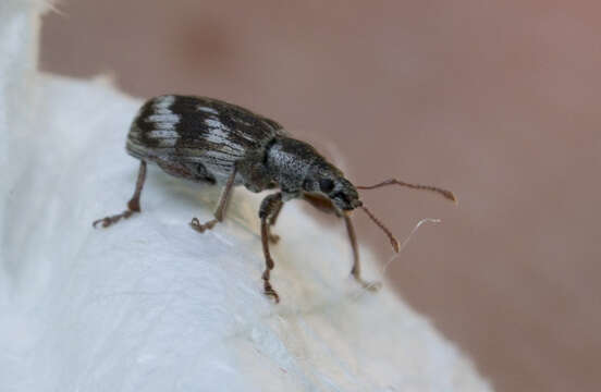 Image of Polydrusus (Polydrusus) tereticollis (De Geer 1775)