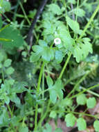 صورة Nemophila parviflora Dougl. ex Benth.