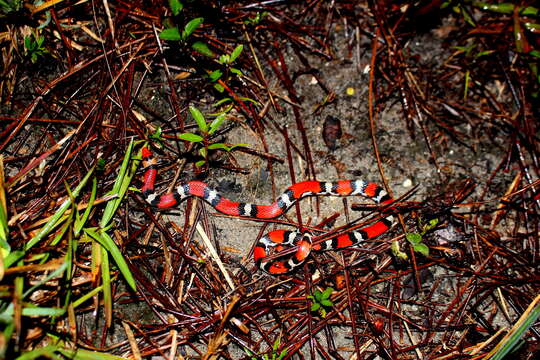 Cemophora coccinea copei Jan 1863的圖片