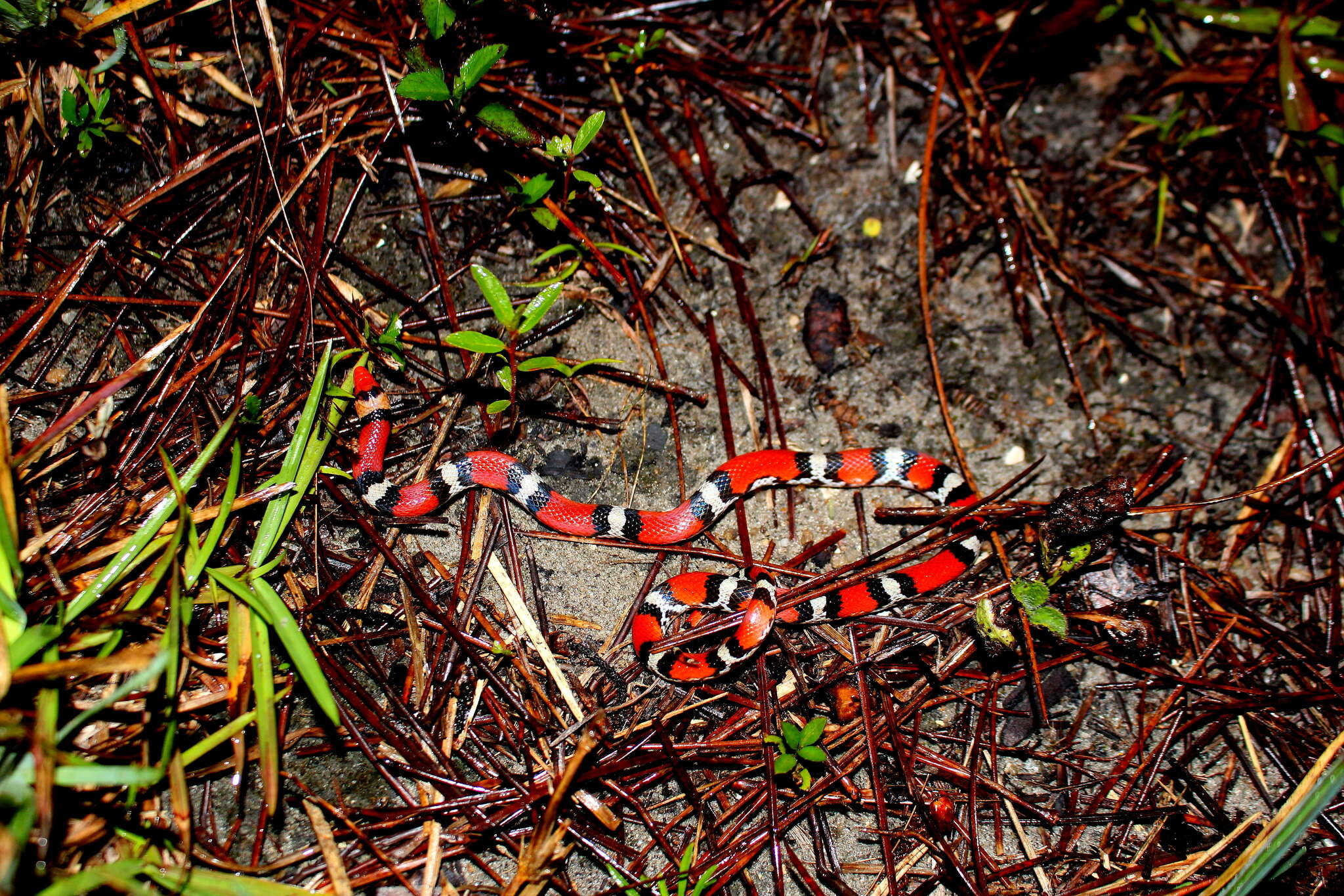 Imagem de Cemophora coccinea copei Jan 1863