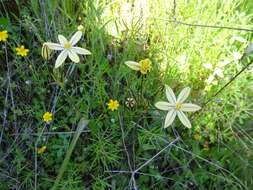 Слика од Triteleia ixioides subsp. scabra (Greene) L. W. Lenz