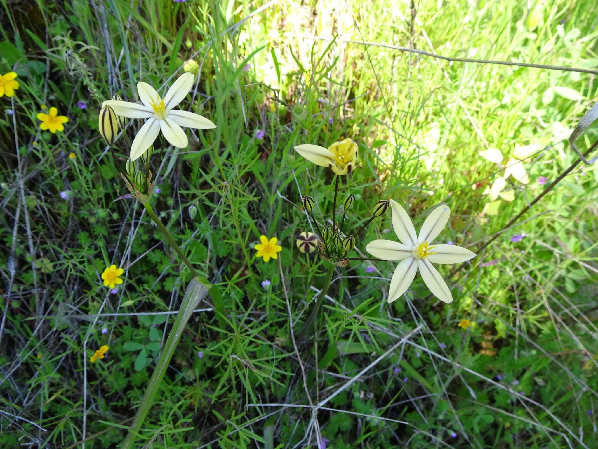 Sivun Triteleia ixioides subsp. scabra (Greene) L. W. Lenz kuva