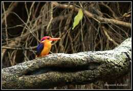 Image of Black-backed Kingfisher