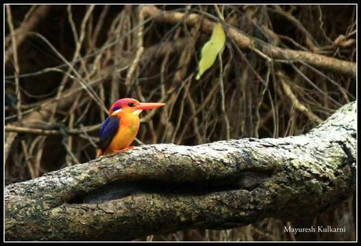 Image of Black-backed Kingfisher