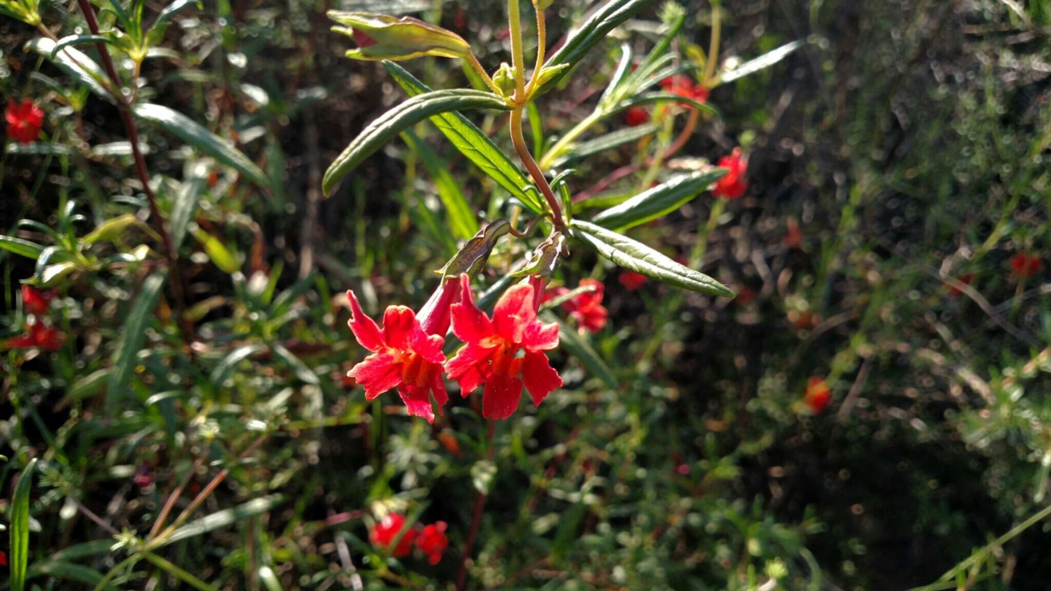 Image of red bush monkeyflower